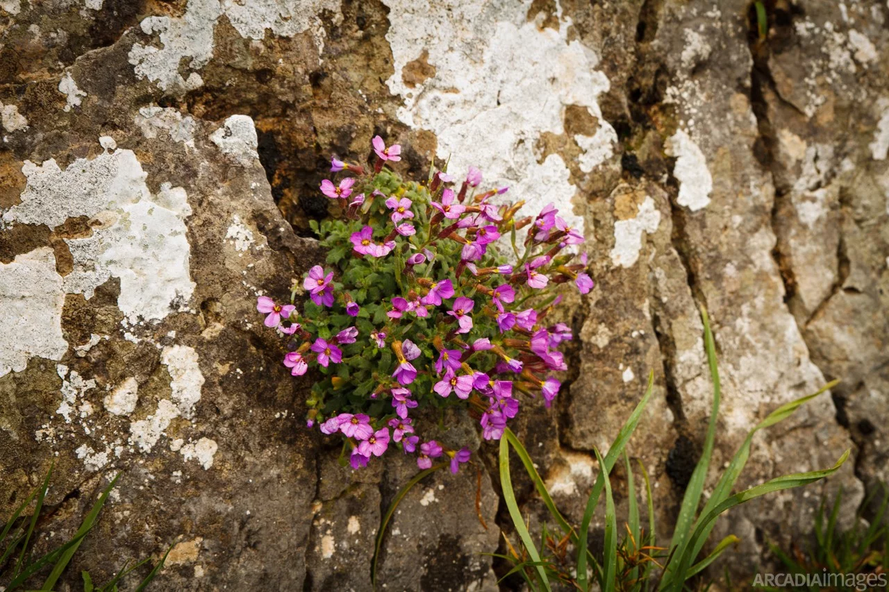 Flower on the base of the wall at Orea's Castle. Kynouria, Arcadia, Peloponnese.