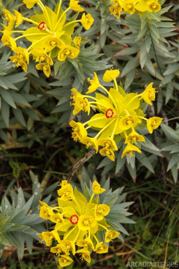 Euphorbia characias can be found everywhere in Arcadia. This was near Orea's Castle. Kynouria, Arcadia, Peloponnese.