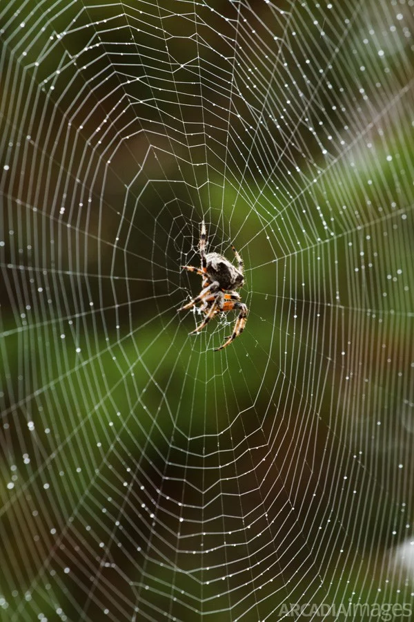 The area around Paleokastro Castle is full of spiders, some quite large. Gialova, Messenia, Peloponnese