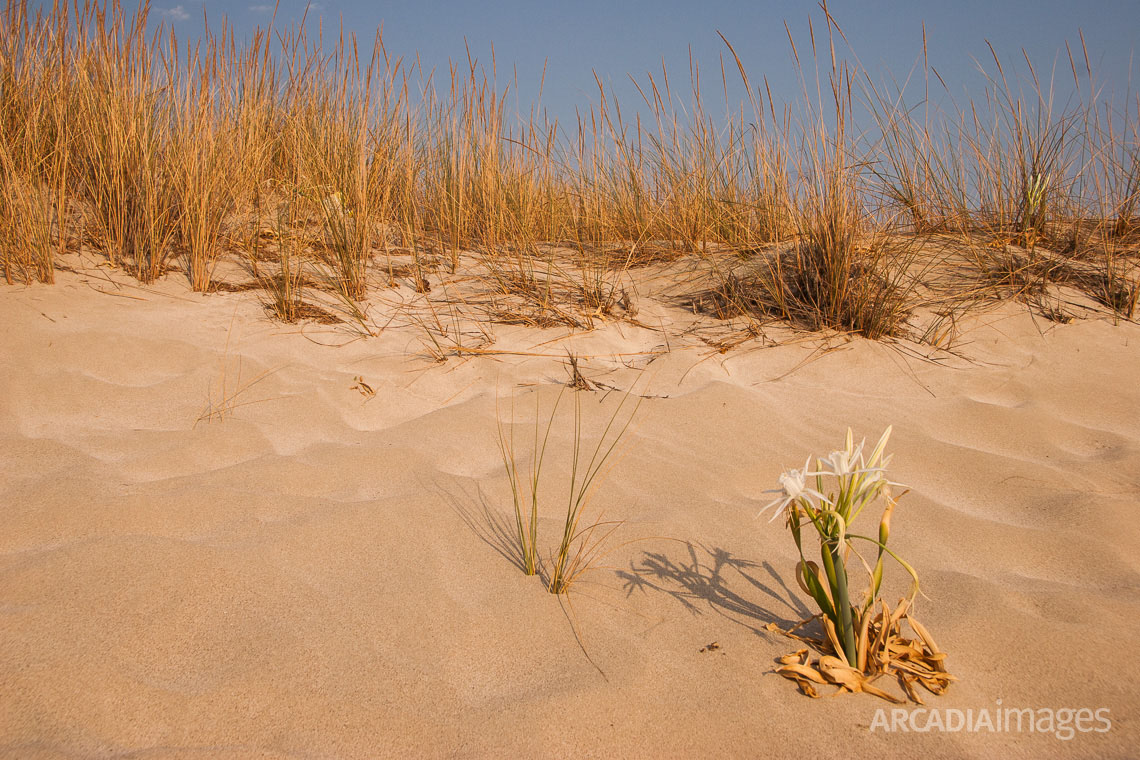 Sand dunes at Elafonisos island host a dynamic and sensitive flora ecosystem. Ammophila (Ammophila arenara) and Sand Lilys (Pancratium maritimum). The region of Elafonisos is in the European Natura 2000 network of protected areas. Laconia, Peloponnese