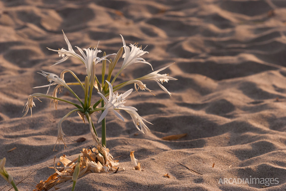 Sand dunes at Elafonisos island host a dynamic and sensitive flora ecosystem. Sand Lilys (Pancratium maritimum). The region of Elafonisos is in the European Natura 2000 network of protected areas. Laconia, Peloponnese