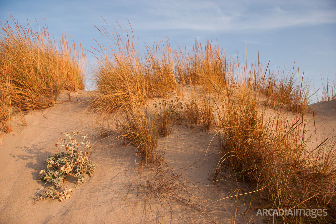 Sand dunes at Elafonisos island host a dynamic and sensitive flora ecosystem. Ammophila (Ammophila arenara) and the Agatha (Eryngium maritimum). The region of Elafonisos is in the European Natura 2000 network of protected areas. Laconia, Peloponnese