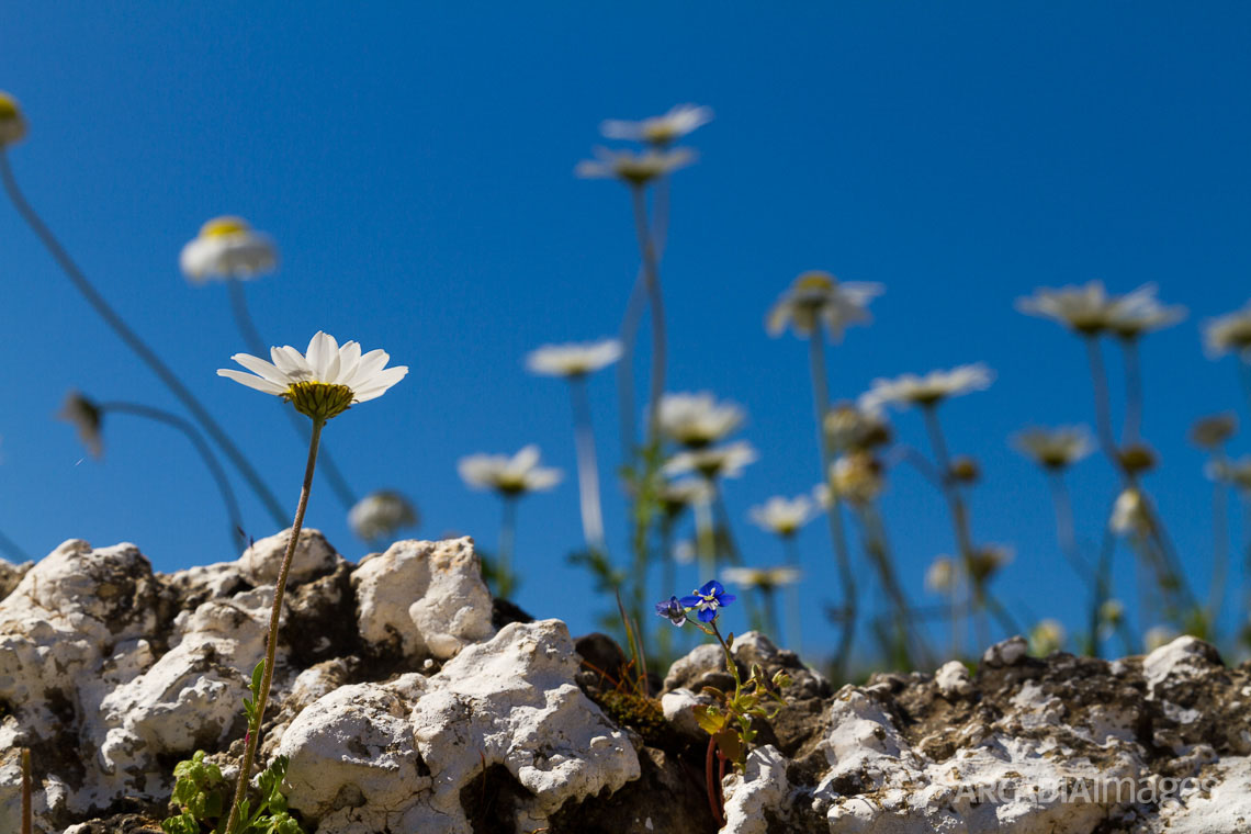 Daisies (Bellis perennis) on a wall at Kotronas village, Mani, Laconia, Greece