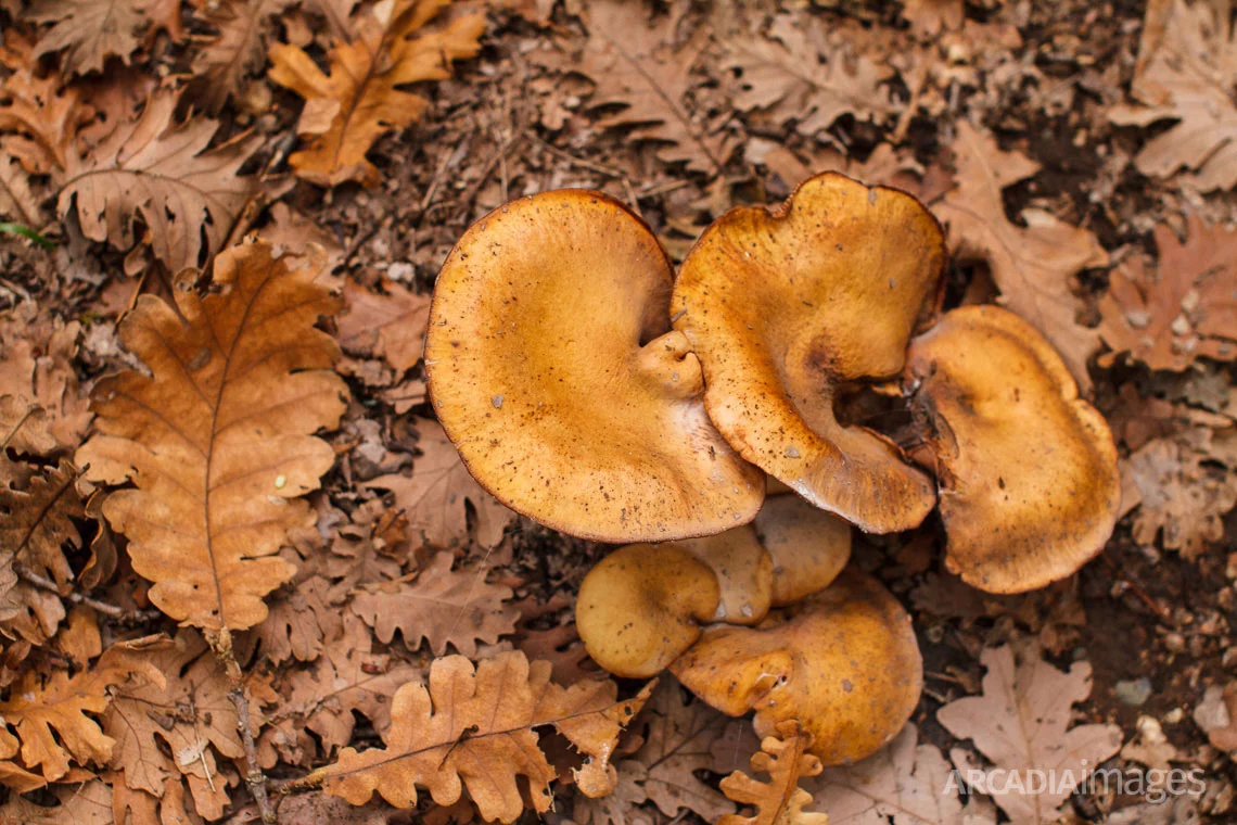 Mushroom at Foloi oak forest. Eleia, Peloponnese, Greece