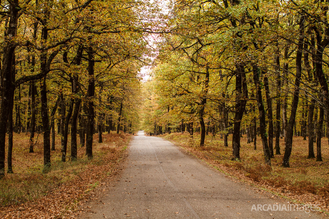 The road that leads to Olympia going through the Foloi (Pholoe) forest