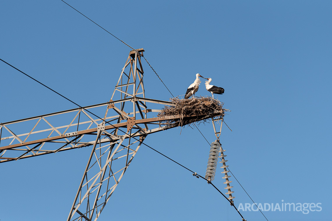 Ζευγάρι λευκοπελαργών στην Τρίπολη